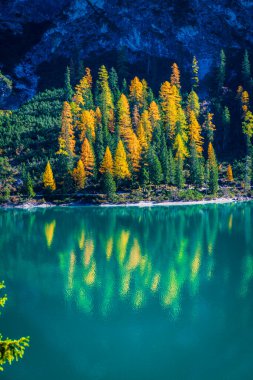 Arka planda Braies Gölü var. İtalyan Alpleri, Dolomite, İtalya ve Avrupa 'nın renkli sonbaharı. 