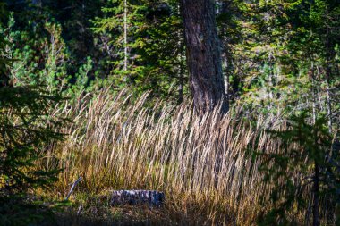 Görkemli Dolomitlerin manzarası Val Fiscalina, Güney Tyrol