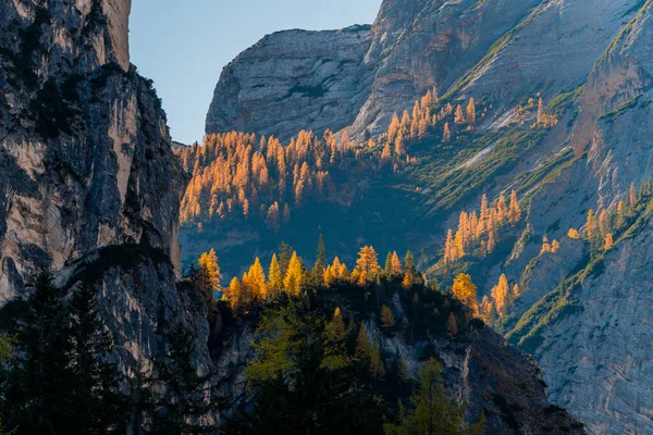 Bos Herfstkleuren Dolomieten Italië Europa — Stockfoto