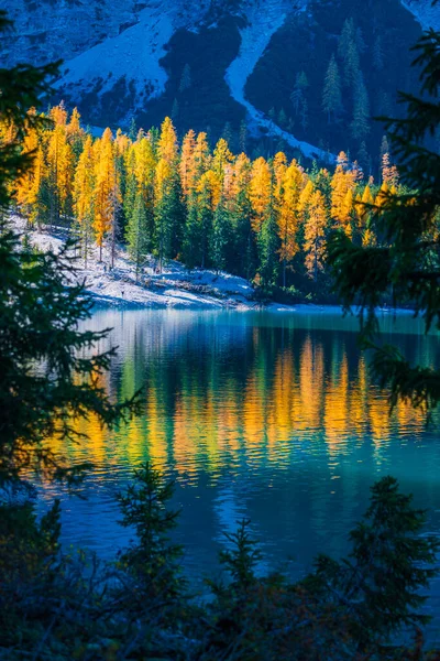 Hösten Och Gyllene Reflektioner Över Sjön Braies Dolomiternas Park — Stockfoto