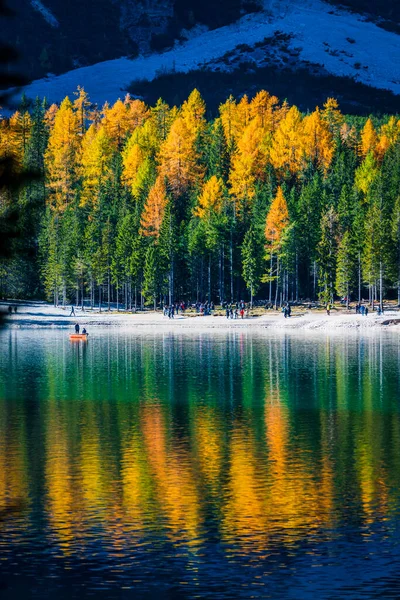 Réflexions Automnales Dorées Sur Lac Braies Parc Des Dolomites — Photo