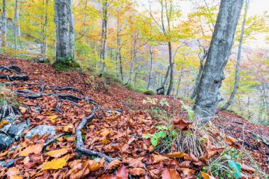 Sonbahar zamanı güzel orman manzarası