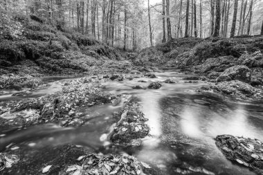 Val d 'Arzino ormanında sonbahar manzarası. Sihirli Friuli.
