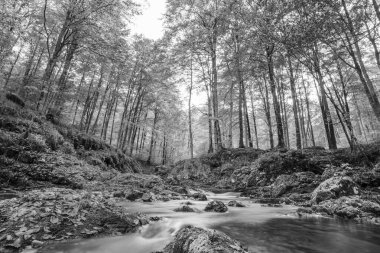 Val d 'Arzino ormanında sonbahar manzarası. Sihirli Friuli.