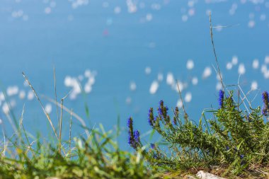 İtalya, Trieste Körfezi 'ndeki Barcolana yat yarışı. 