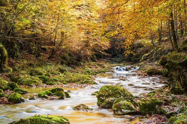 Jesienny Krajobraz Strumieniem Lesie Val Arzino Magiczne Friuli — Zdjęcie stockowe