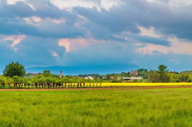 Yazın sarı rapse sahası, çiçek açan doğa arka planı