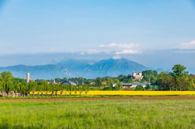 Yazın sarı rapse sahası, çiçek açan doğa arka planı