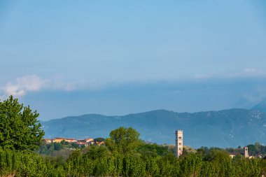 Yazın sarı rapse sahası, çiçek açan doğa arka planı