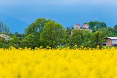 Yazın sarı rapse sahası, çiçek açan doğa arka planı
