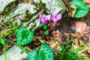 Doğanın güzel manzarası