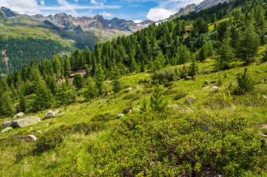 Doğanın güzel manzarası