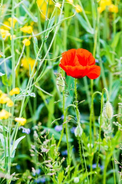 Цветы Мака Поле Ботанический Фон — стоковое фото