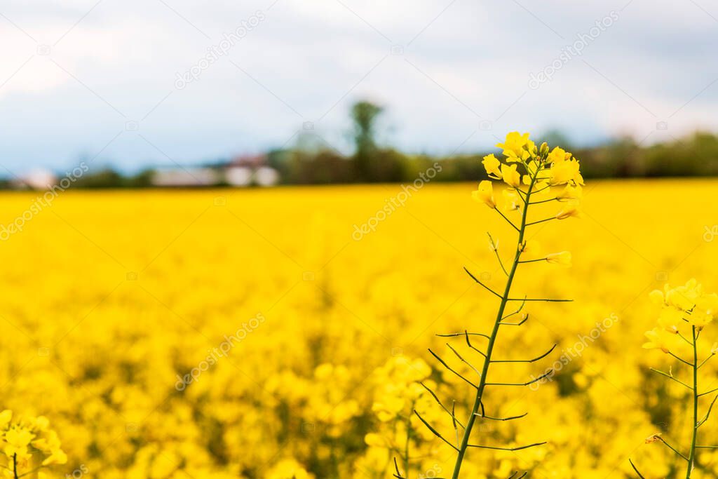 Yellow rapse field in summer, blooming field nature background