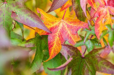 Renkli sonbahar yapraklarıyla yakın plan görüntüsü 