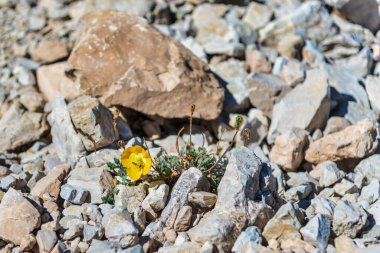 Dağlardaki güzel sarı çiçeğe yakın çekim