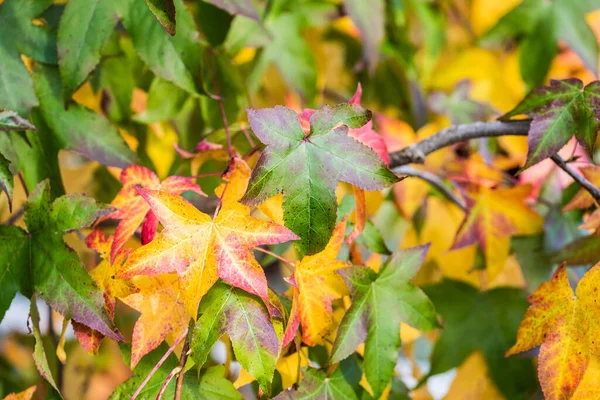 Zblízka Pohled Barevnými Podzimními Listy — Stock fotografie