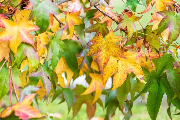 Κοντινή Προβολή Πολύχρωμα Φθινοπωρινά Φύλλα — Φωτογραφία Αρχείου