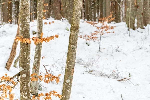 Mroźna Zima Friuli Wenecja Julijska Włochy — Zdjęcie stockowe