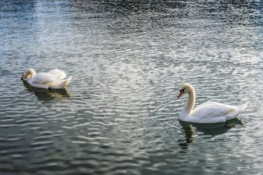  Kan, Slovenya 'nın eski kenti