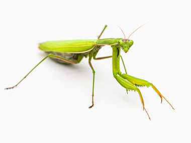 Beyaz arka planda peygamberdevesi