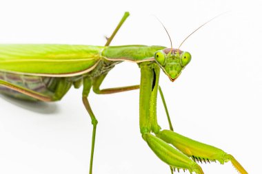 Beyaz arka planda peygamberdevesi