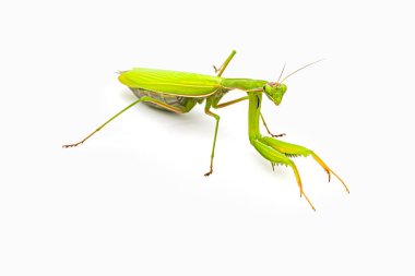 Beyaz arka planda peygamberdevesi