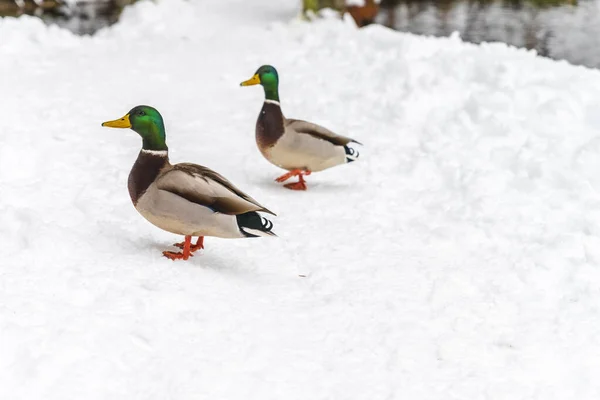 Anatre Nel Lago Della Fucina Inverno — Foto Stock