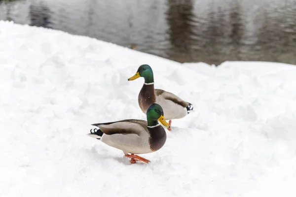 Anatre Nel Lago Della Fucina Inverno — Foto Stock