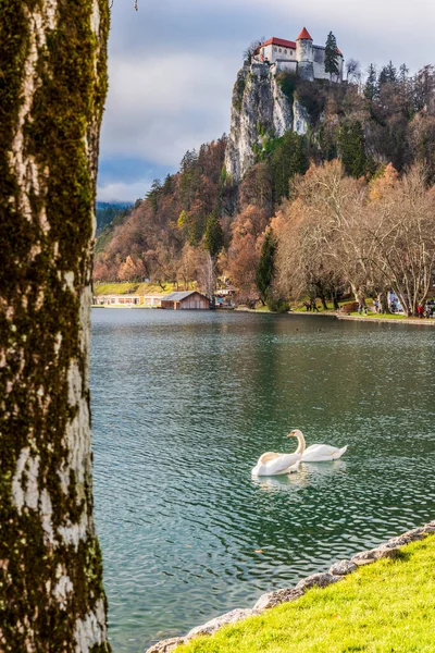 Belos Cisnes Lago Sangrou — Fotografia de Stock