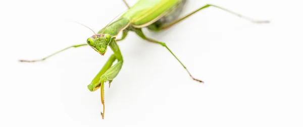 Praying Mantis White Background — Stock Photo, Image