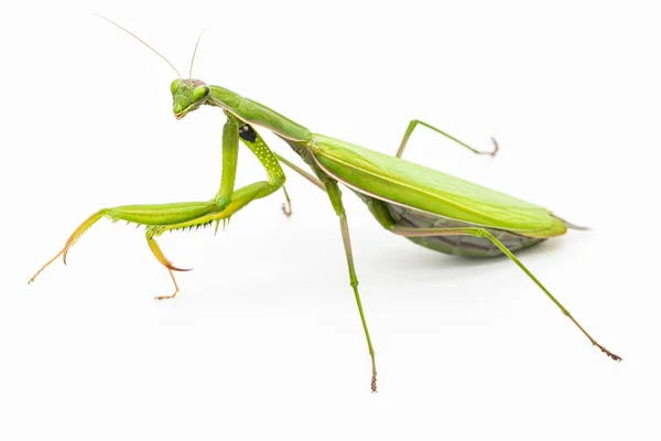 Mantis Orante Sobre Fondo Blanco — Foto de Stock