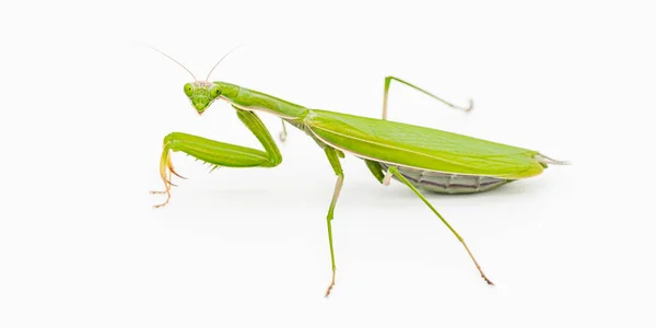 Mantis Orante Sobre Fondo Blanco — Foto de Stock