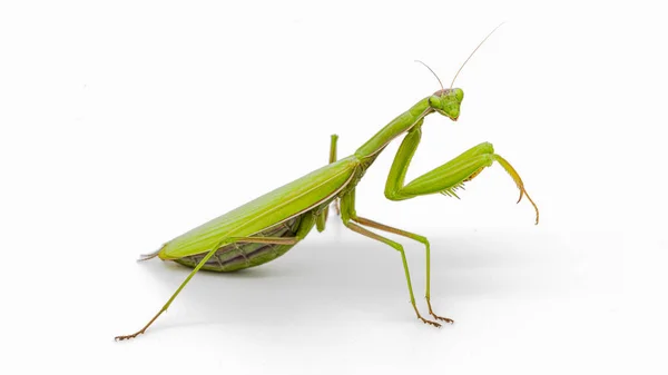 Mantis Orante Sobre Fondo Blanco — Foto de Stock