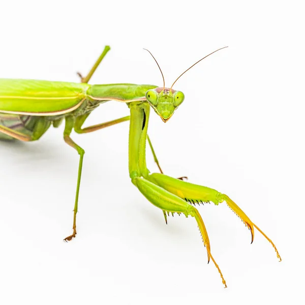 Mantis Orante Sobre Fondo Blanco — Foto de Stock