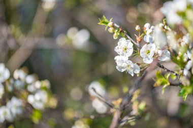 Ağaçta çiçek açan güzel beyaz kiraz çiçeklerinin yakın plan çekimi.