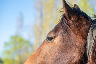 Güzel bir atın portresi.