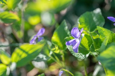 Bahçedeki güzel mor çiçekler