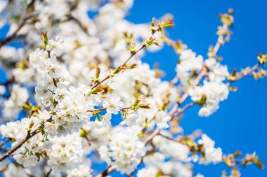 Ağaçta çiçek açan güzel beyaz kiraz çiçeklerinin yakın plan çekimi.