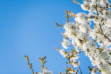 Ağaçta çiçek açan güzel beyaz kiraz çiçeklerinin yakın plan çekimi.