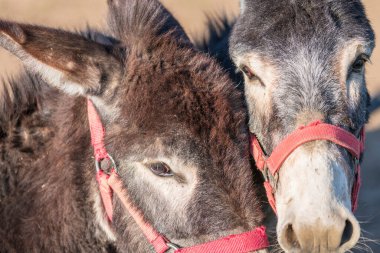 Eşekler istikrarlı