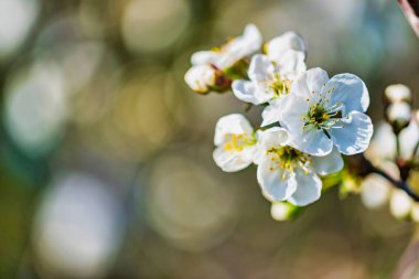 Baharda kiraz ağacının beyaz çiçekleri 