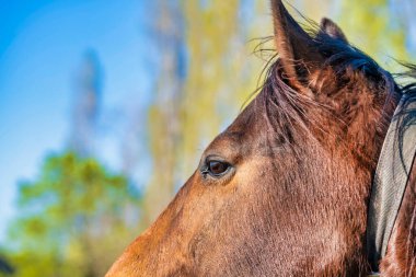 Buja doğa manzarası, İtalya