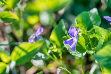 Buja doğa manzarası, İtalya
