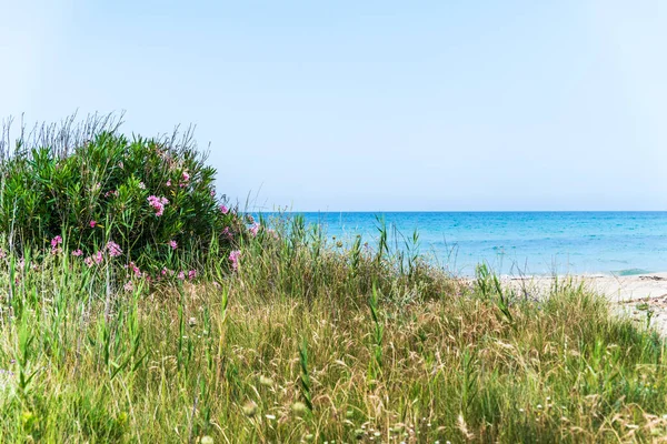 Torre Canne Italy June 2019 Beautiful View Південно Східне Італійське — стокове фото