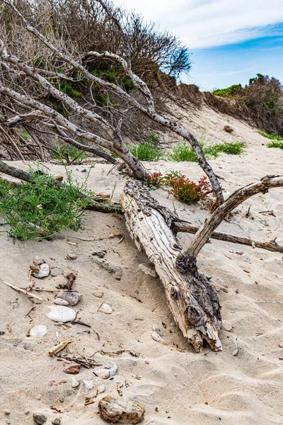 Torre Canne Włochy Czerwca 2019 Piękny Widok Południowo Wschodnią Włoską — Zdjęcie stockowe