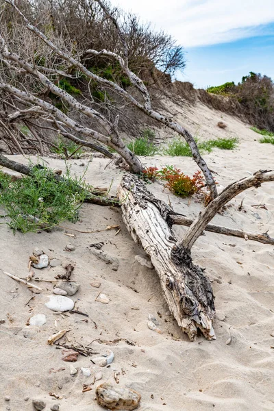 Torre Canne Włochy Czerwca 2019 Piękny Widok Południowo Wschodnią Włoską — Zdjęcie stockowe