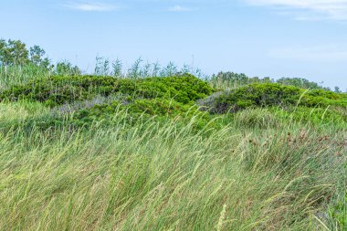 Torre Canne, İtalya: 18 Haziran 2019: Güneydoğu İtalya kıyı köyü Torre Canne 'in güzel manzarası.