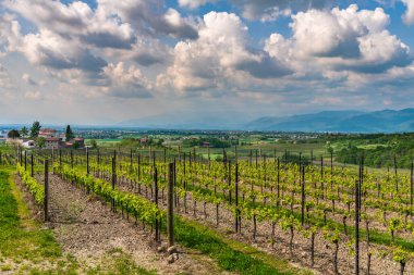 Güzel üzüm bağları Yaz öğleden sonra