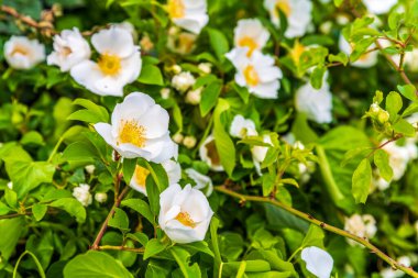 Bahçede beyaz çiçekler